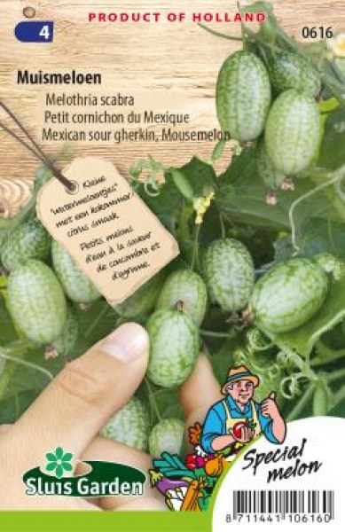 mexická uhorka, minimelón, Melothria scabra, miniuhorka